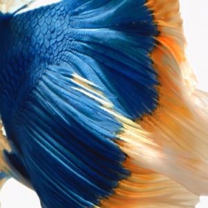 Meet your Posher, Anne